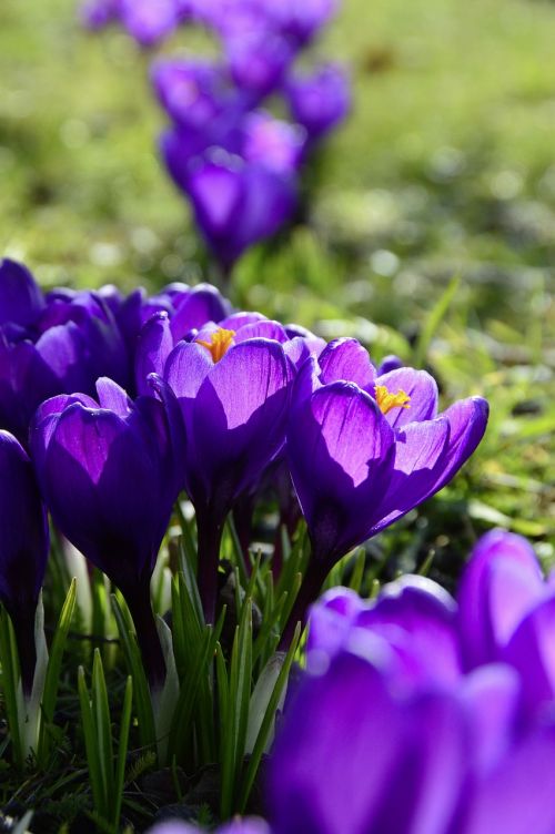 nature flower plant