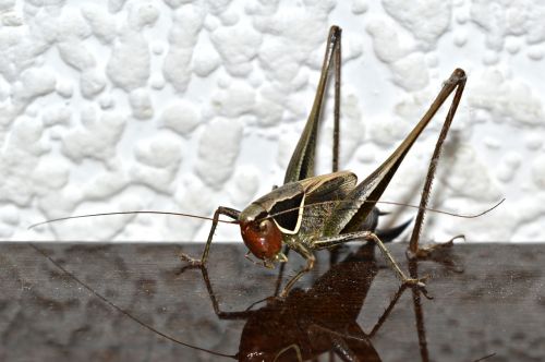 nature bug animal kingdom