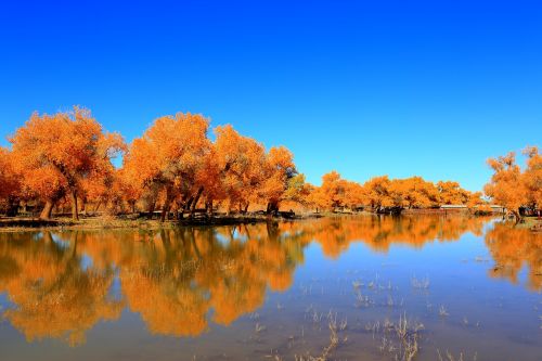 nature reflection autumn