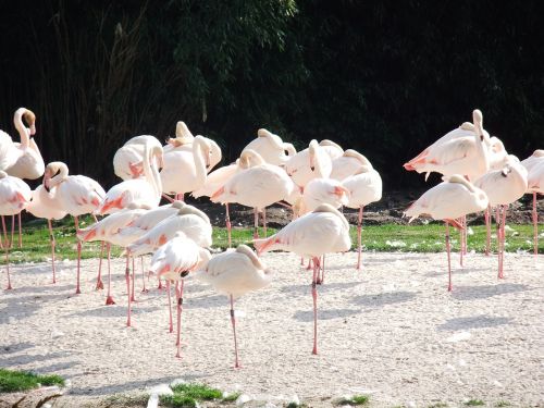 nature bird flamingo