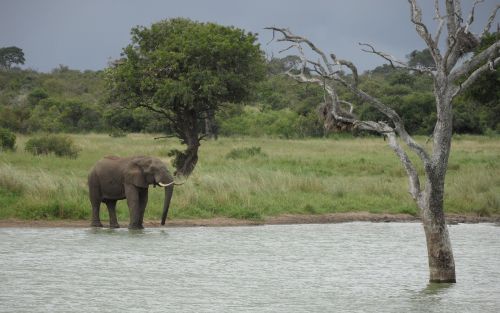 nature tree water