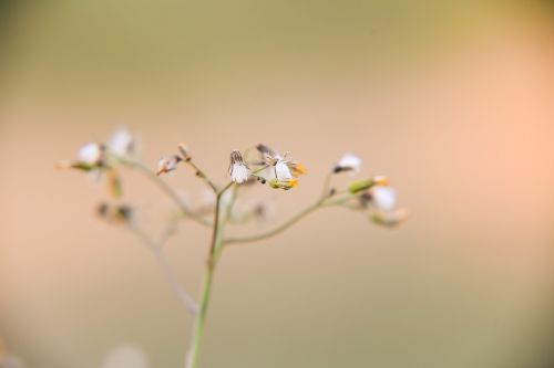 nature flower leaf