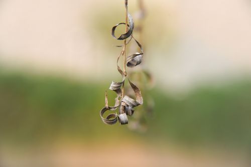 nature outdoor leaf