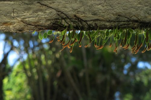 nature background plant