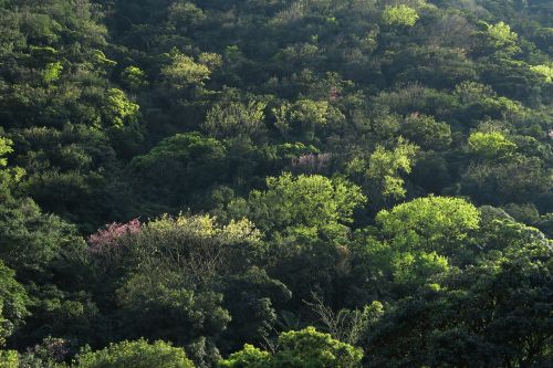 nature tree landscape