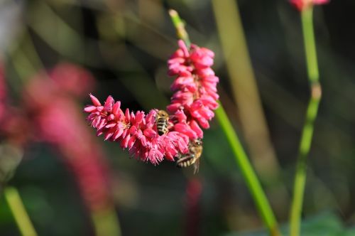 nature plant flower