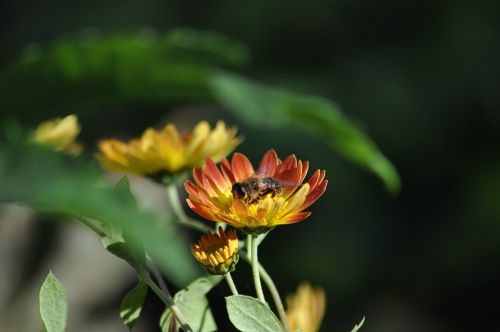 nature flower plant