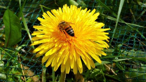 nature bee plant