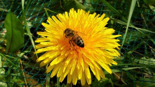 nature bee flower