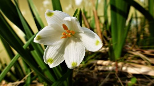 nature flower plant