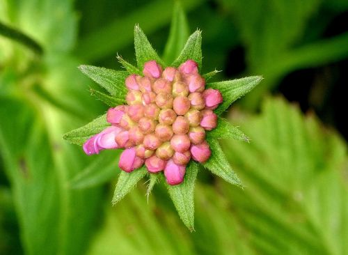 nature plant leaf