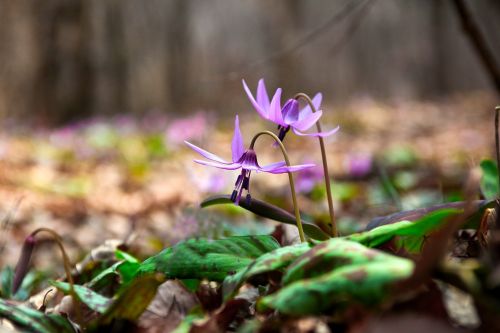 nature leaf plants