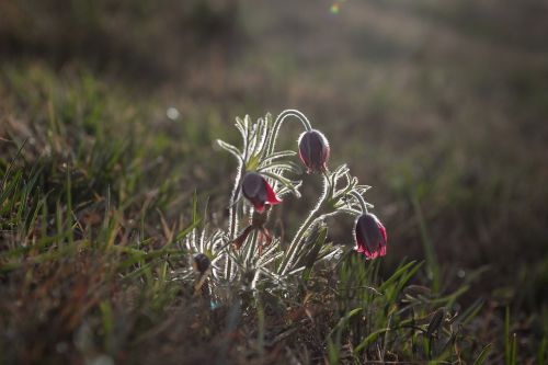 nature flowers grass