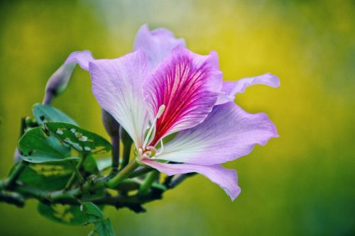 nature flower plant