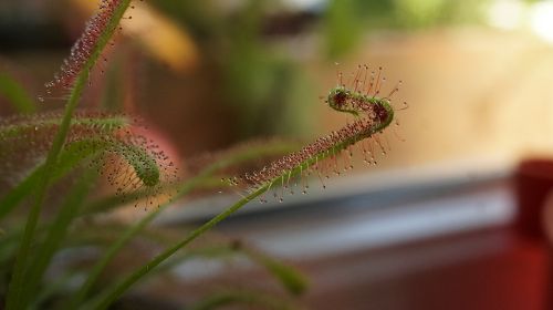 nature insect leaf