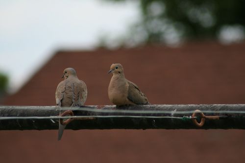 nature bird outdoors