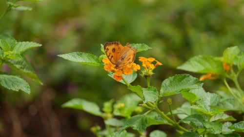 nature leaf flora