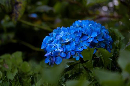 nature plant flower