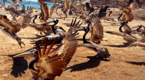 nature bird pelicans