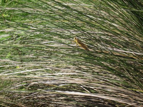 nature grass flora