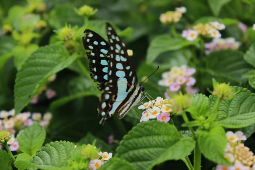 nature leaf flora