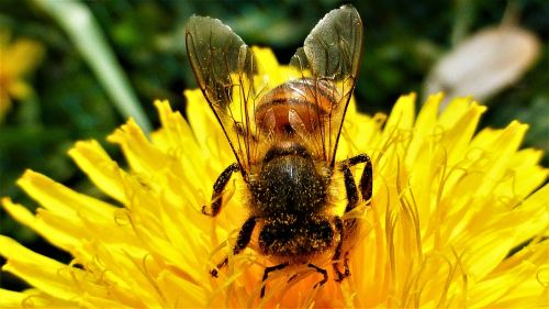 nature flower insect