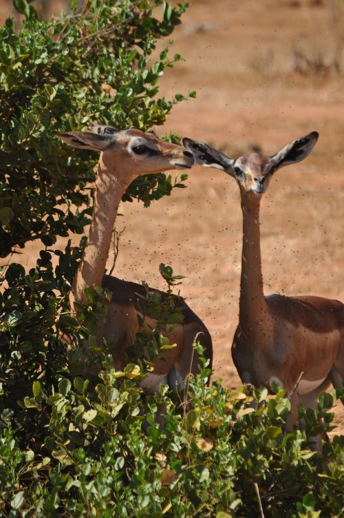 nature animal world tree