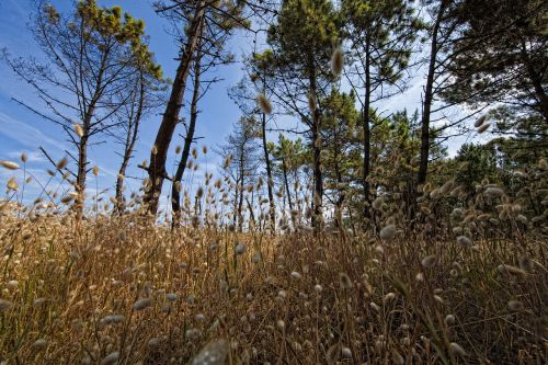 nature landscape wood