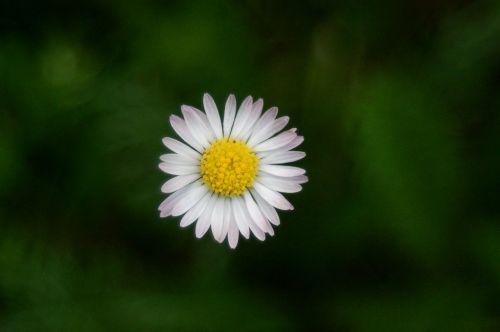 nature plant flower