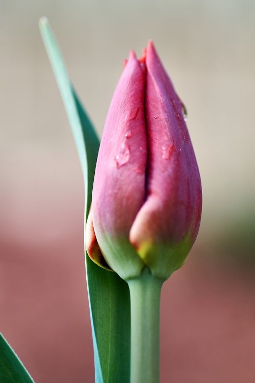 nature flower tulip