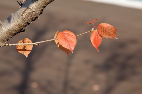 nature leaf wood