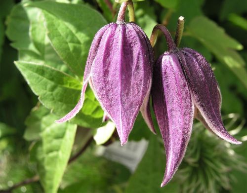 nature leaf flora