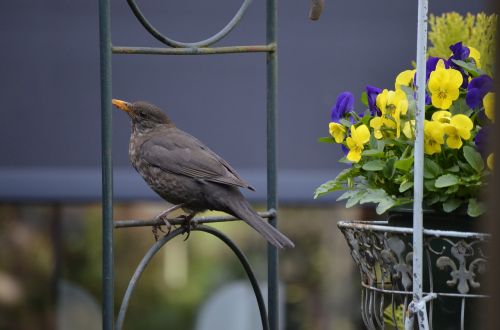 nature garden birds