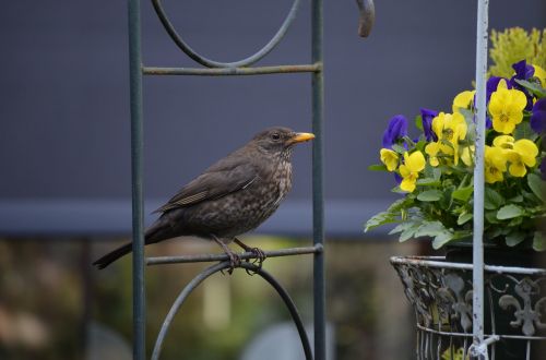 nature garden birds