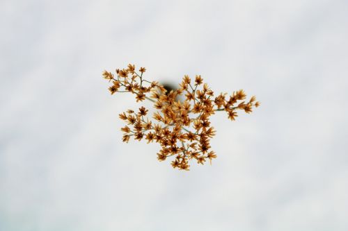 nature sky leaf