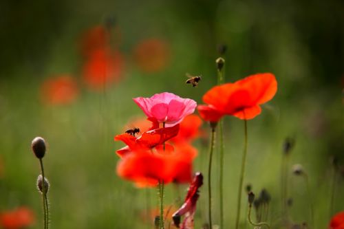 nature flowers plants