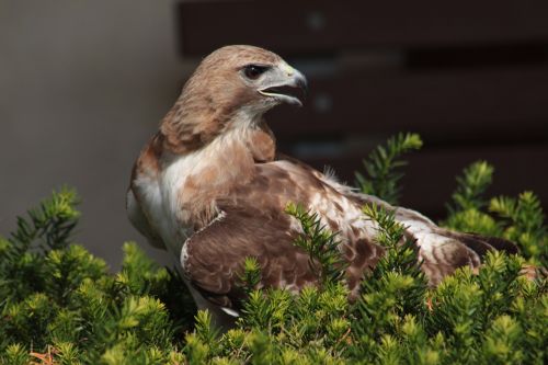 nature wildlife bird