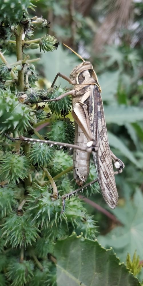 nature insect animal