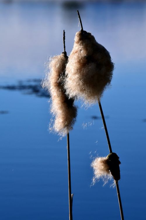 nature reed water