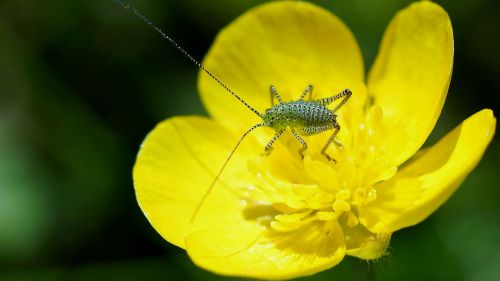 nature insect outdoor