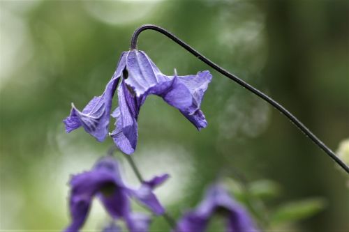 nature flower flora