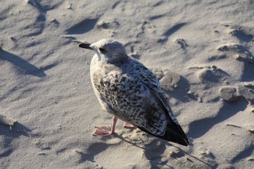 nature bird gull