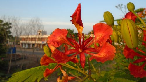 nature flower flora