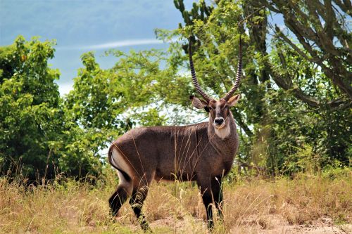 nature grass mammal