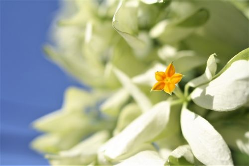 nature flora flower