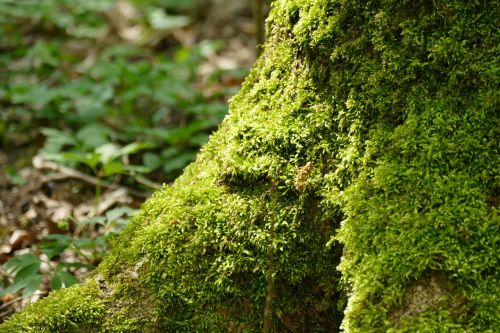 nature leaf wood