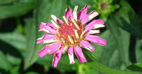 nature plant flower