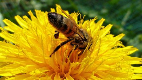 nature flower bee