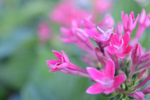 nature flora flower