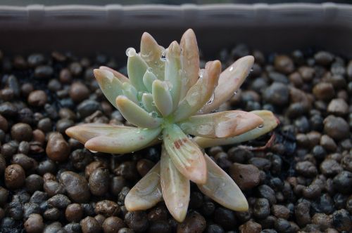 nature succulent plant succulent